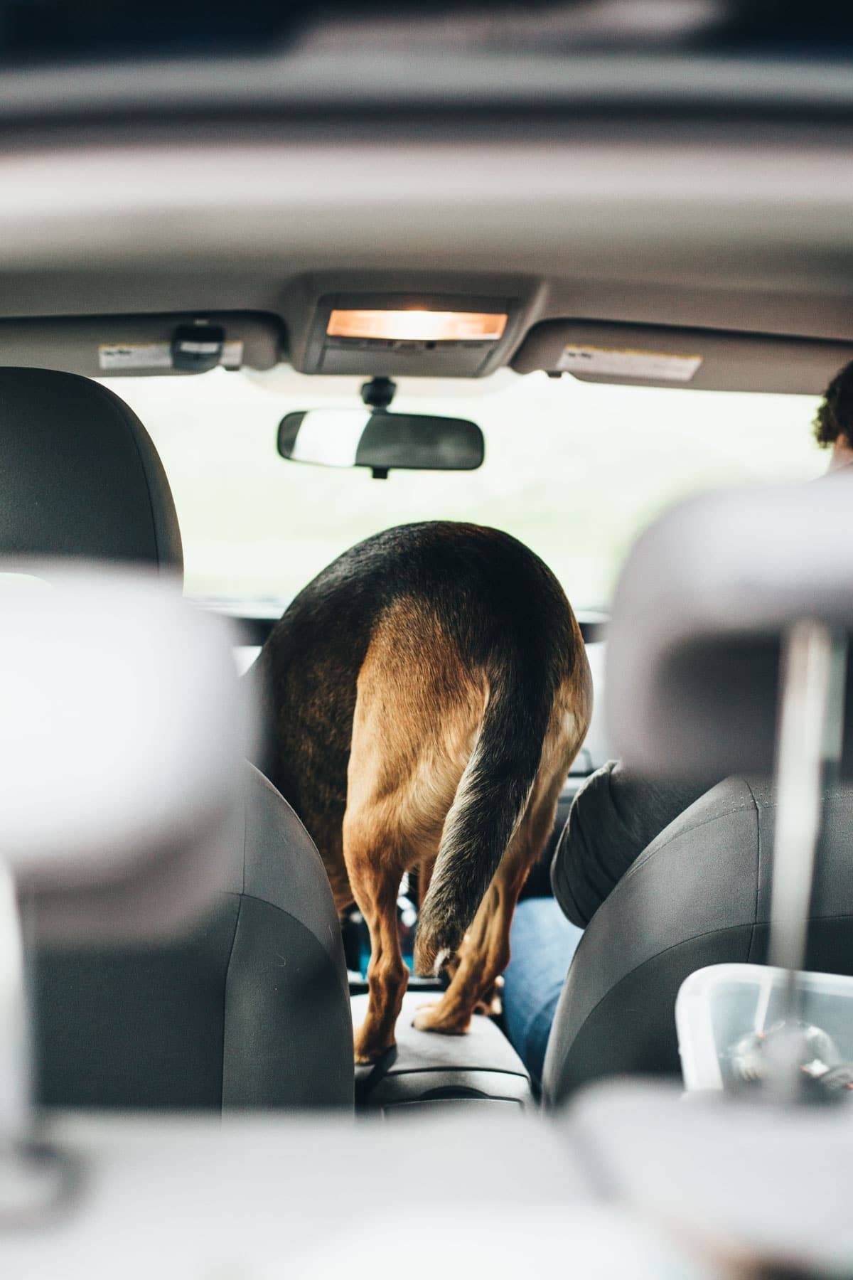 Sage on Vacation for Blog-38