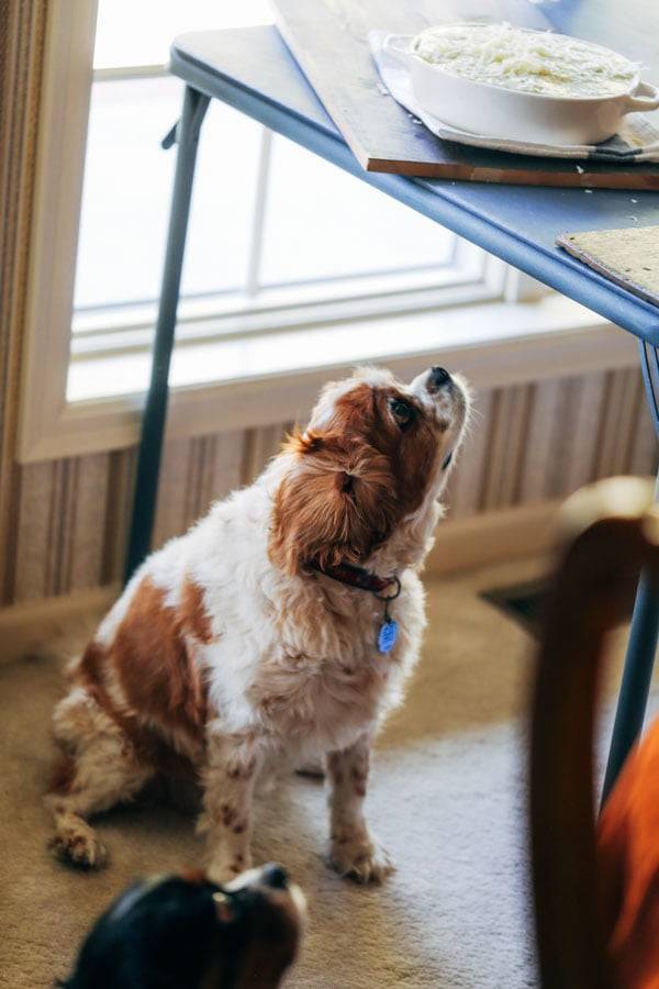 Dogs looking at food.